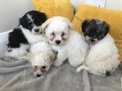bichon frise and shih tzu mix for sale