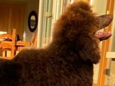 Brown Standard Poodle, IKC Registered, for stud in Kerry
