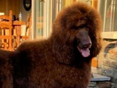 Brown Standard Poodle, IKC Registered, for stud in Kerry