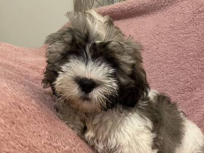 shih tzu bichon price