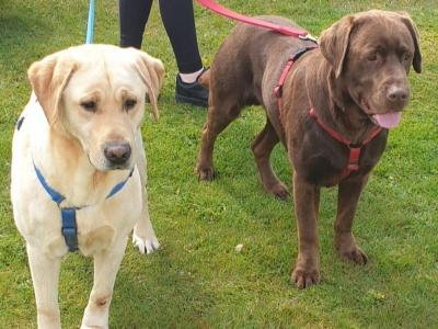 Beautiful friendly Labs for 2 stud