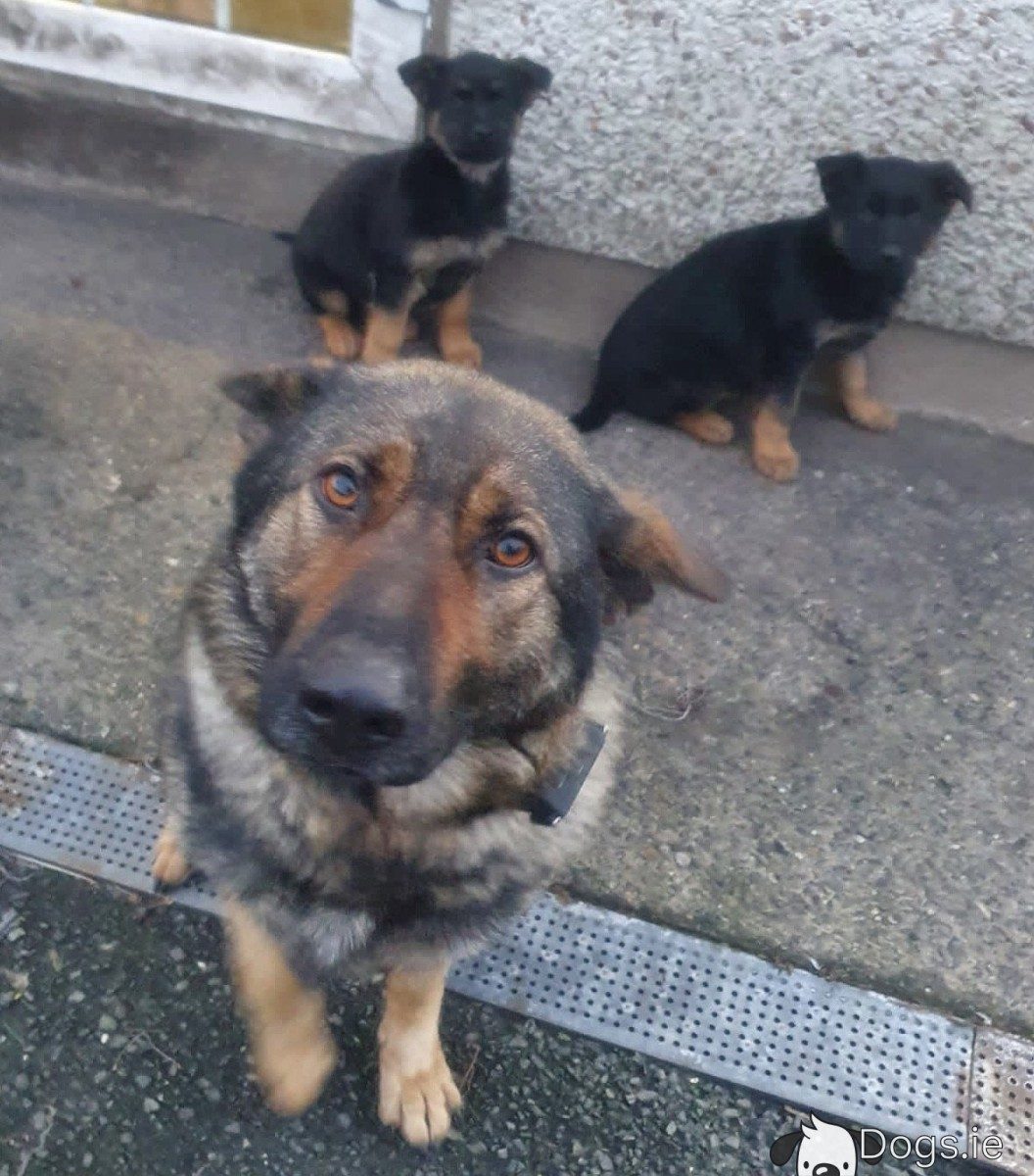 elite purebred puppies