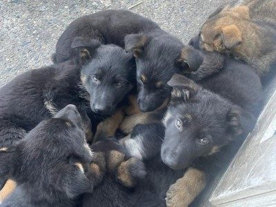 elite purebred puppies