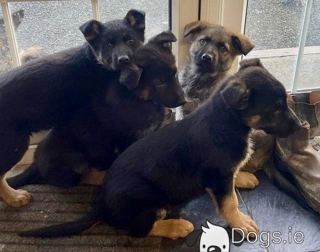 elite purebred puppies