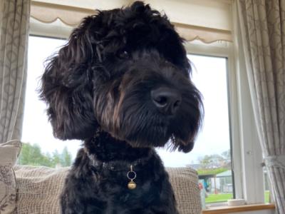Black Cockapoo For Stud
