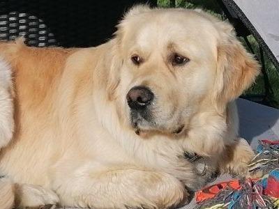 Tucker✨ Proven IKC Golden Retriever Stud ✨