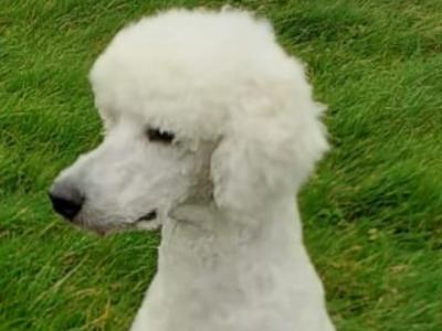 Ted the Poodle for stud