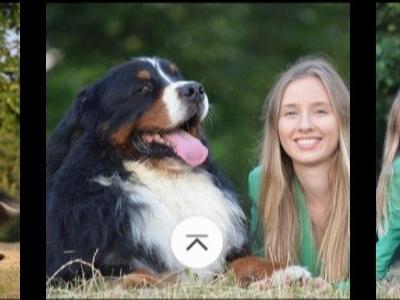 Jeff the Bernese Mountain Dog is a  SUPER STUD DOG in Cork, IKC Registered