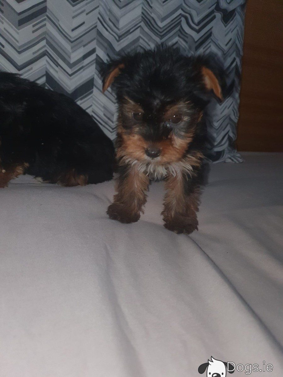 Miniature Yorkshire terrier puppies