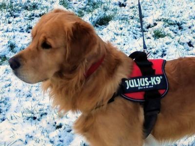 Gorgeous Proven Golden Retriever IKC Registered available for stud in Meath