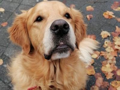 Gorgeous Proven Golden Retriever IKC Registered available for stud in Meath