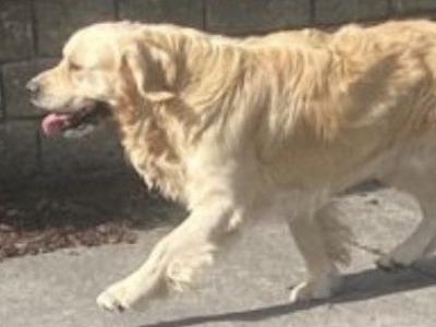 Lurgans Pilot - Max the Golden Retriever for stud in Monaghan