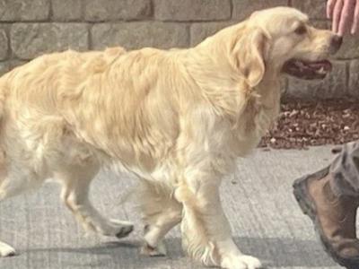Lurgans Pilot - Max the Golden Retriever for stud in Monaghan