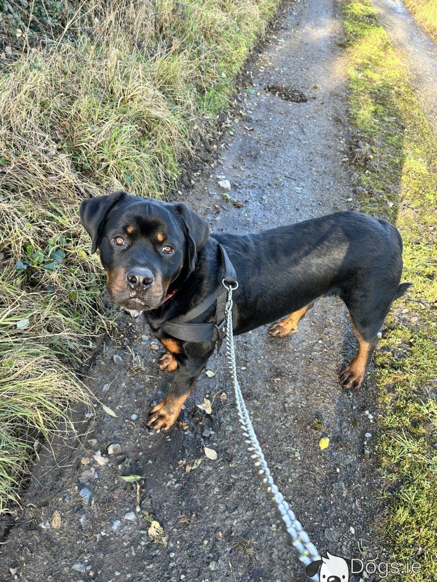 Are Rottweilers Active Dogs