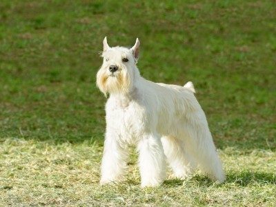 Schnauzer