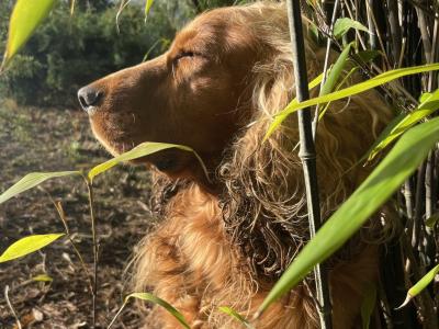 Bear (Cocker Spaniel) is the name!