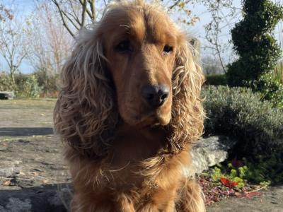 Bear (Cocker Spaniel) is the name!