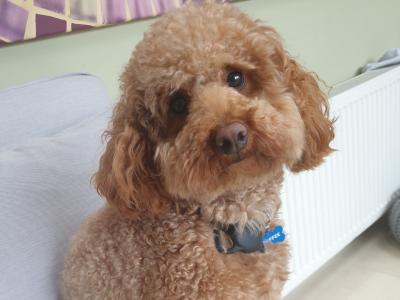 IKC Registered purebred Toy Poodle for stud
