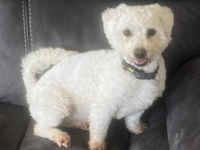 Bichon Frise for stud in Cork