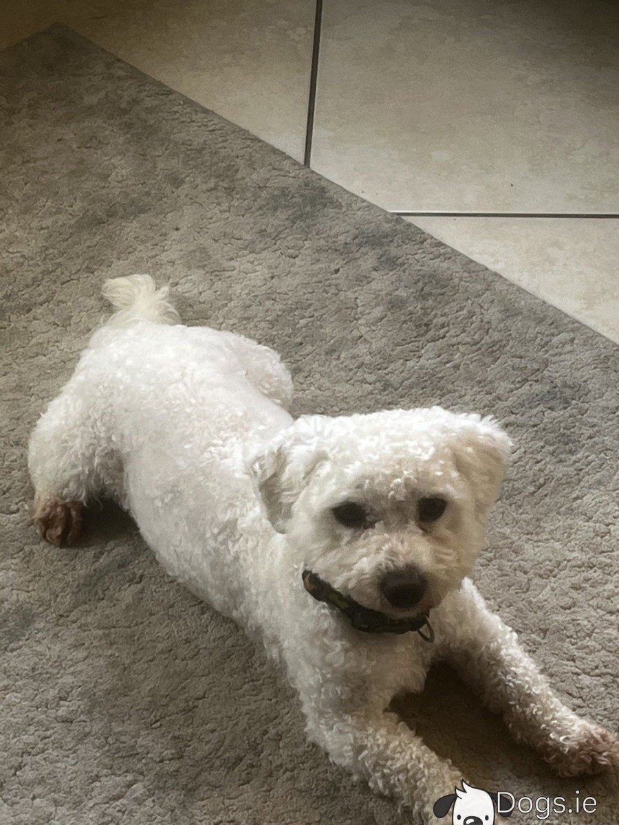 Bichon Frise for stud in Cork - Main Image