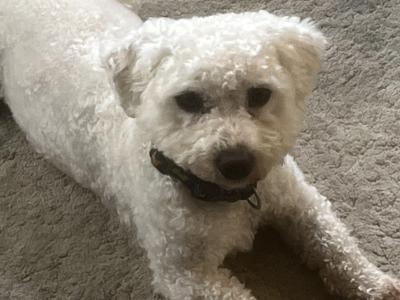 Bichon Frise for stud in Cork