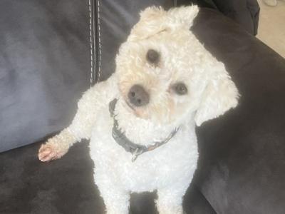 Bichon Frise for stud in Cork