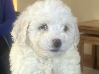Bichon Frise for stud in Cork
