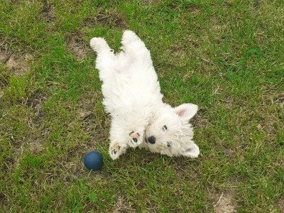 West Highland Terrier dogs for sale in Ireland