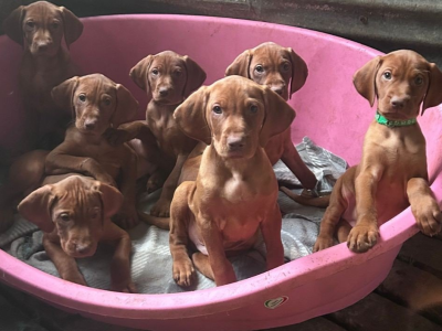 Hungarian Vizsla dogs for sale in Ireland