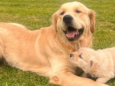 Cooper the "Golden" Golden Retriever