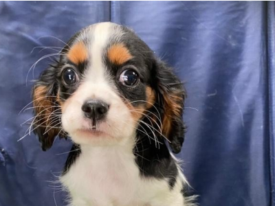 Cavalier King Charles Spaniel dogs for sale in Ireland