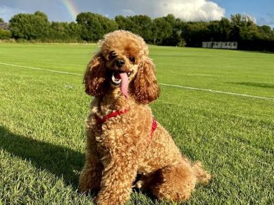 IKC registered red Poodle . PRA ,PRCD clear