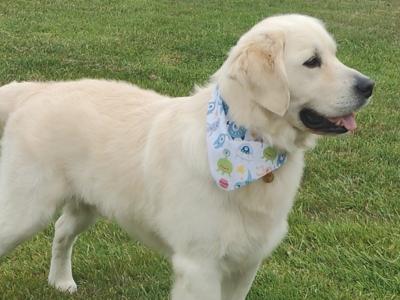 Purebred cream Golden Retriever IKC registered for stud