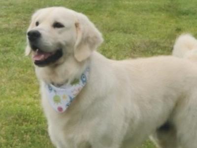 Purebred cream Golden Retriever IKC registered for stud