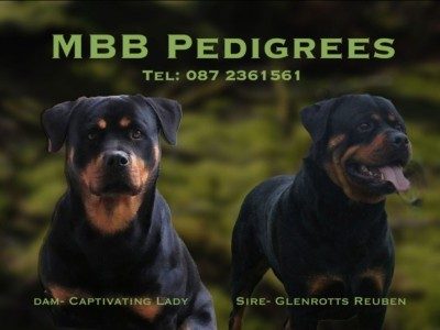 Rottweiler dogs for sale in Ireland