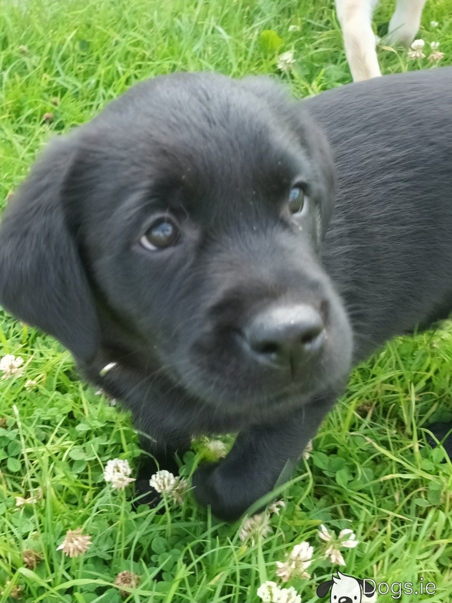 Labrador x Golden Retriever pups
