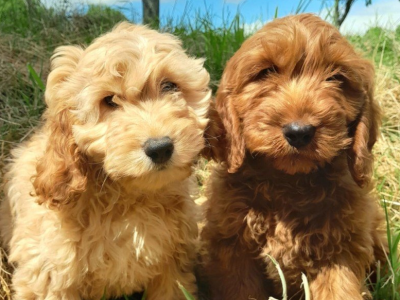 Puppies for sale in Ireland - The largest selection of puppies