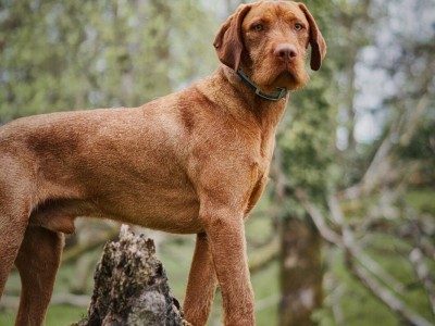 Hungarian Vizsla dogs for sale in Ireland