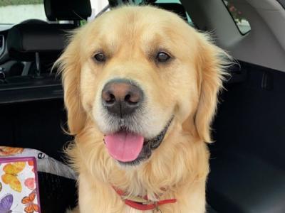 Tucker✨ Proven IKC Golden Retriever Stud ✨