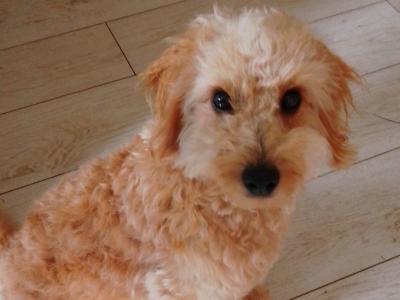 Apricot Maltipoo for stud