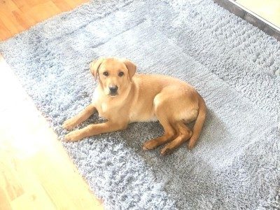 Fox Red Labrador (IKC)
