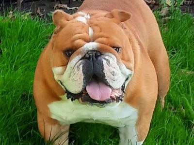 Bulldog for stud, IKC Reg.