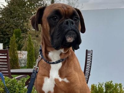 Boxer Dog available for stud in Longford