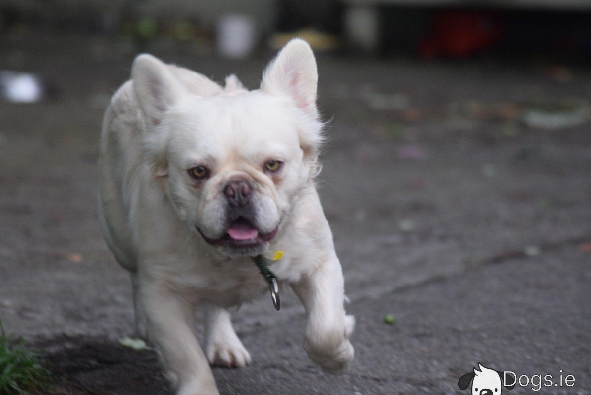 French bulldog fluffy genes