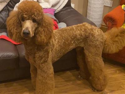 Mylo The Standard Poodle