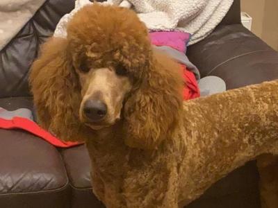 Mylo The Standard Poodle