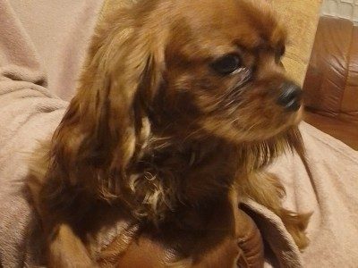 IKC Registered Ruby Cavalier King Charles Spaniel for stud in Donegal