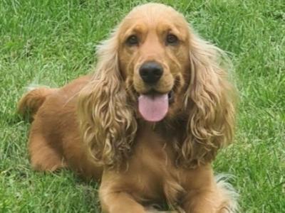 Pedigree Golden Cocker Spaniel for stud in Longford