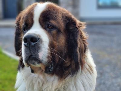 St Bernard  for Stud