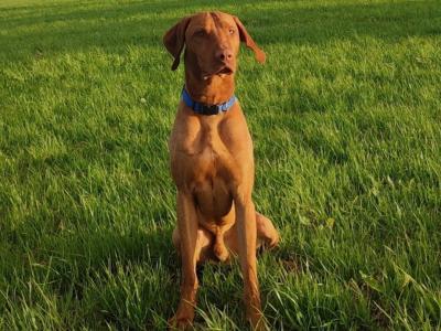 Hungarian Vizsla for stud in Cork